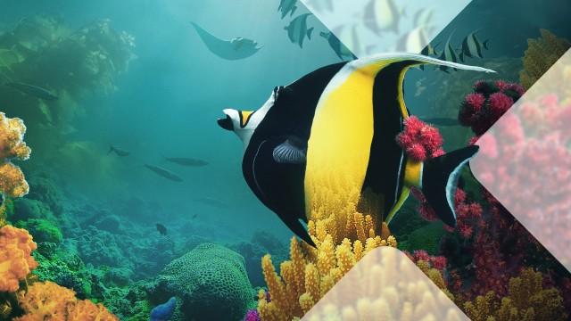 Asien (5) - Wilde Ozeane