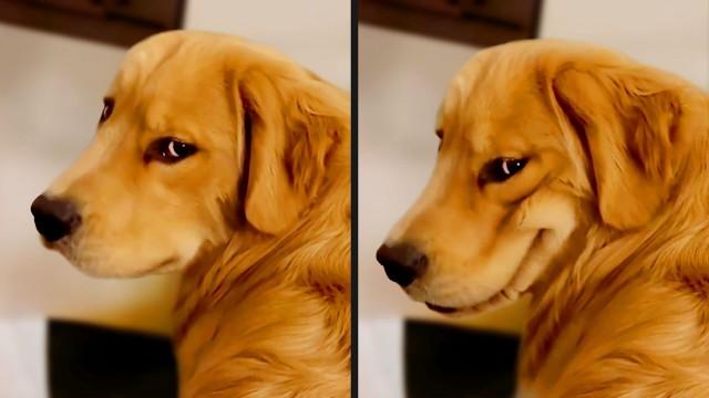 The Funniest Dog Videos Ever (Part 2)