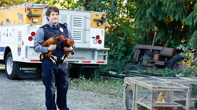 French Bulldogs and White Broncos