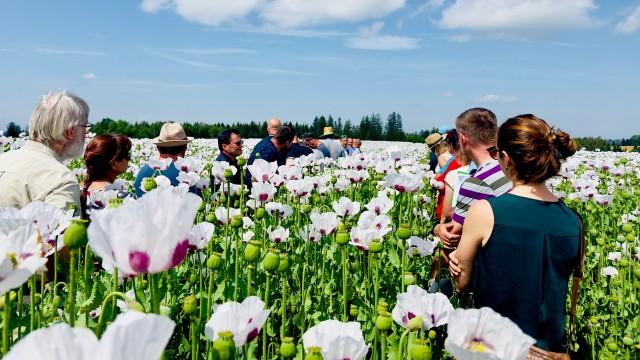 Zwei Mohnbauern gegen einen Käfer