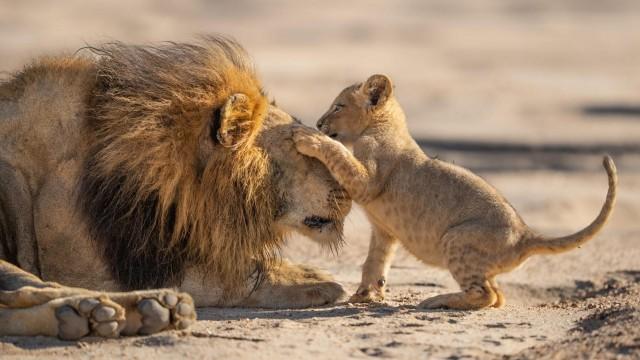 Parenthood: The Greatest Adventures