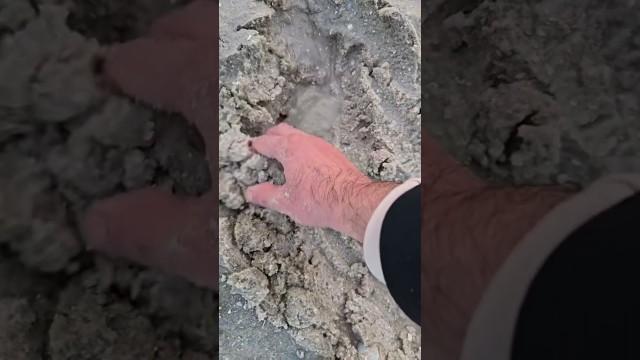 Terrifying Sea Creature