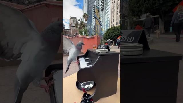  Teaching Jazz to Pigeons 