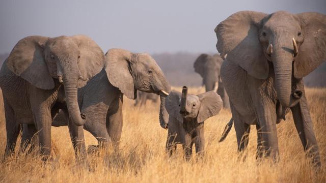 Becoming Elephant: The Orphans of Reteti, Graduation Day