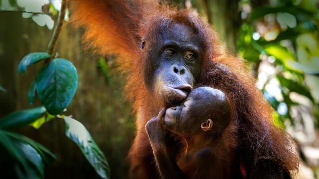 Orang-Utans – So nah wie nie