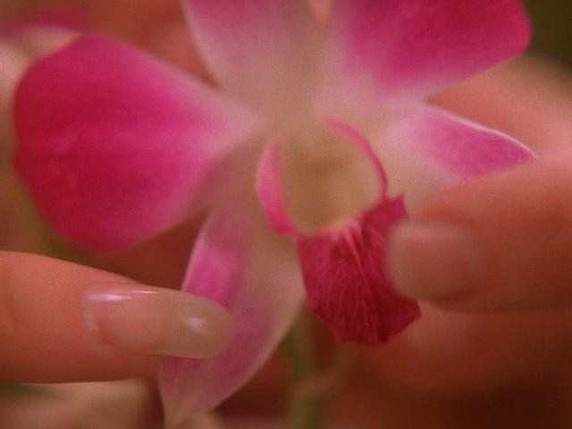 The Orchid's Curse