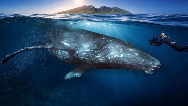 Unter Buckelwalen – Auf den Spuren ihrer Sprache