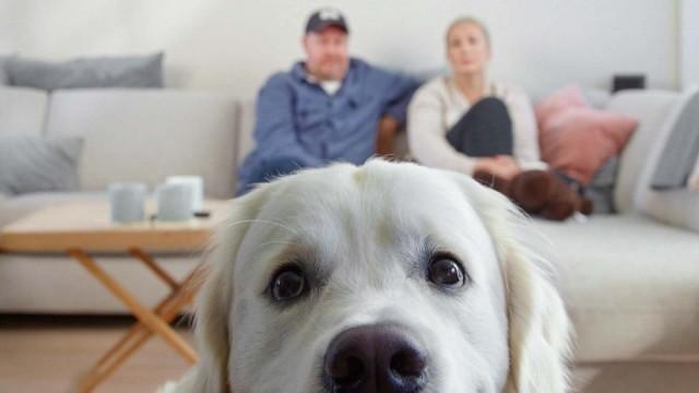 Oppfør deg som en hund!