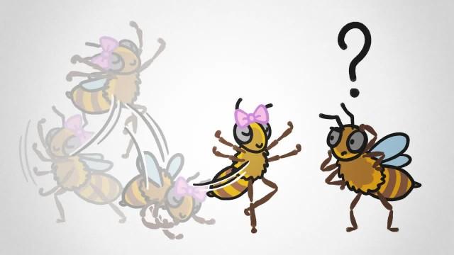 Why Bees Mostly Ignore The Waggle Dance