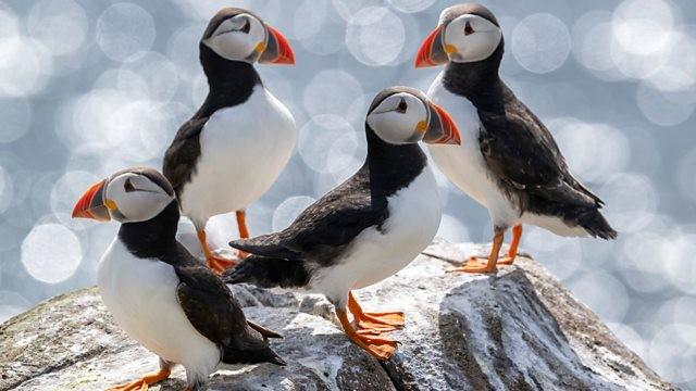 Puffins and Pilgrims