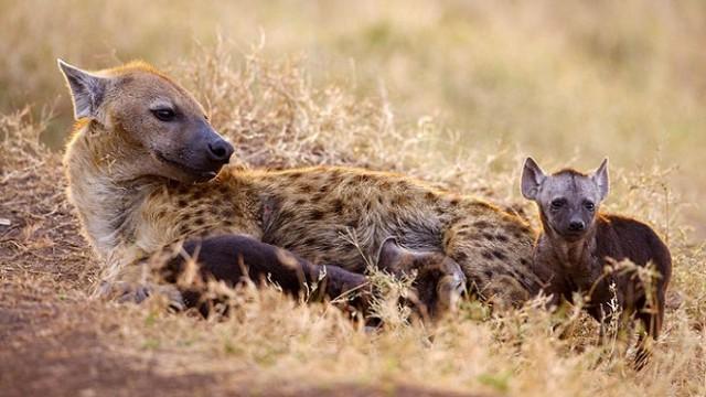 Naabi - A Hyena Princess