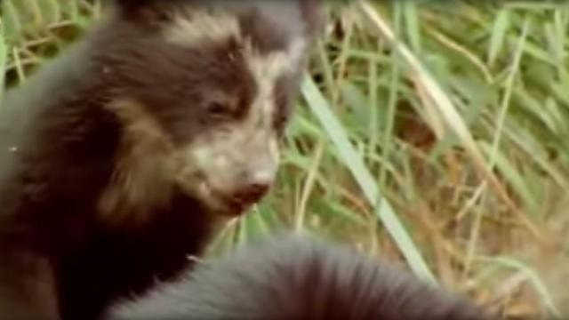 Spectacled Bears - Shadows of the Forest