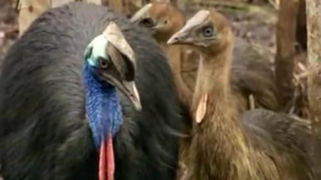 Cassowaries