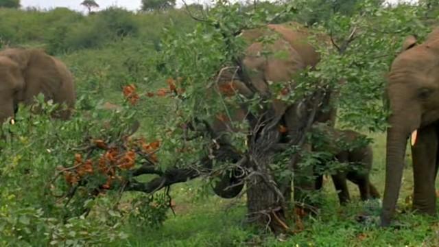 The Elephant, the Emperor and the Butterfly Tree