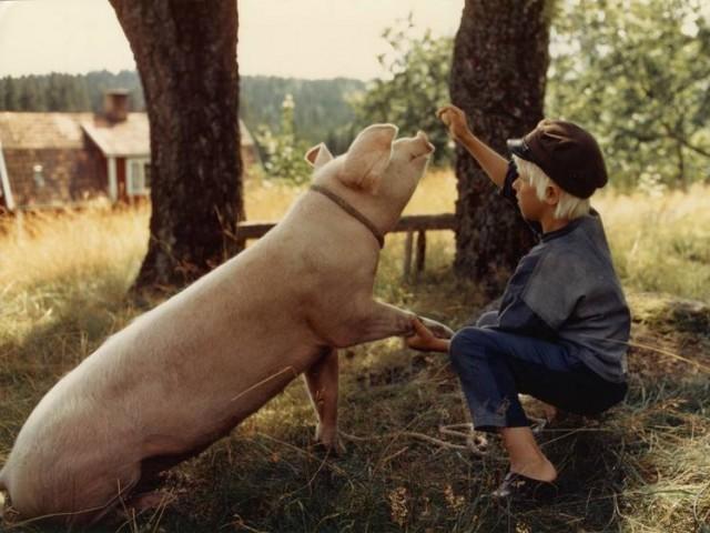 Emil and the Piglet