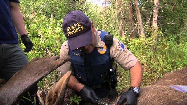 Moose/Man Hunt