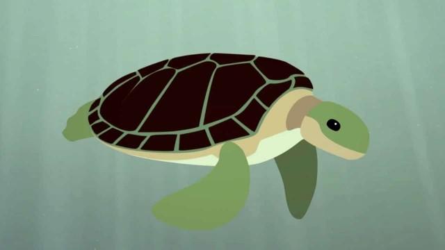 The survival of the sea turtle - Scott Gass