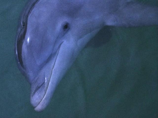 Flipper