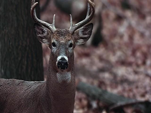 Pennsylvania Whitetail