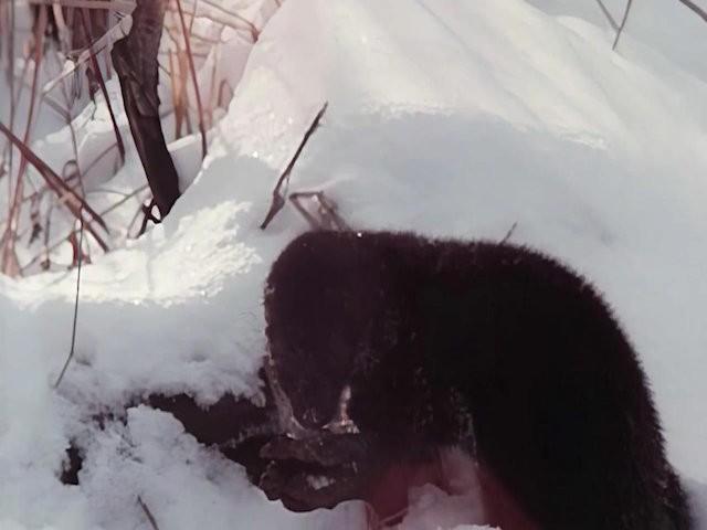 Minnesota Mink