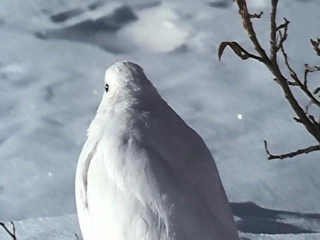 White on White