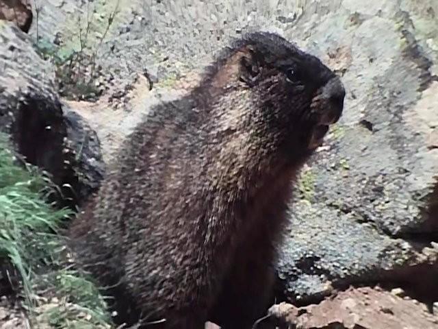 Marmot Mountain