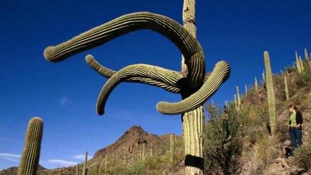 Saguaro National Park