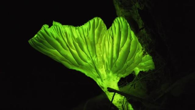 Attenborough's Life That Glows
