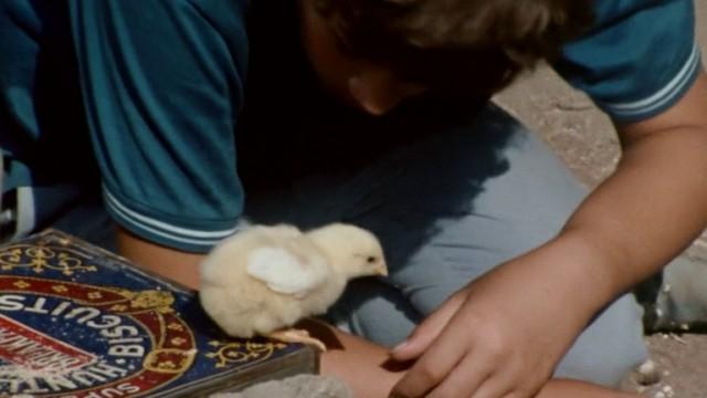 The Wild Chick