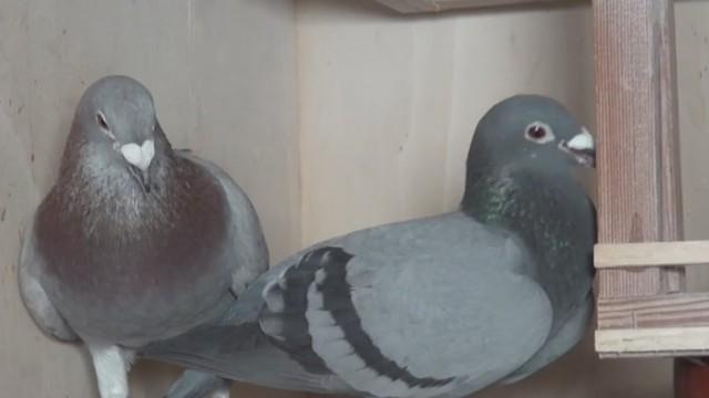 Racing pigeons