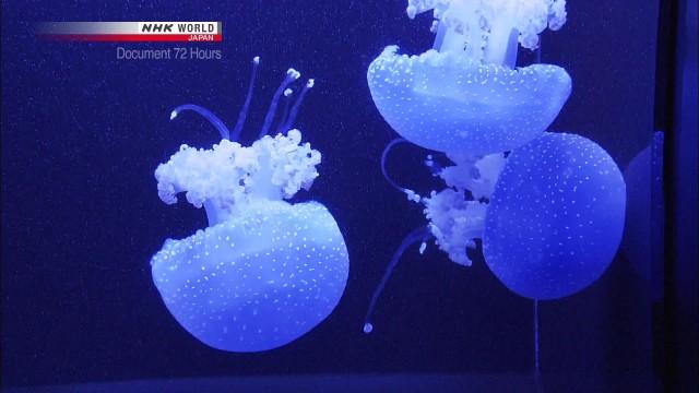 Jellyfish Wonderland