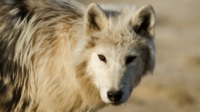 Arctic Wolf Pack