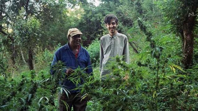 Swaziland: Gold Mine of Marijuana