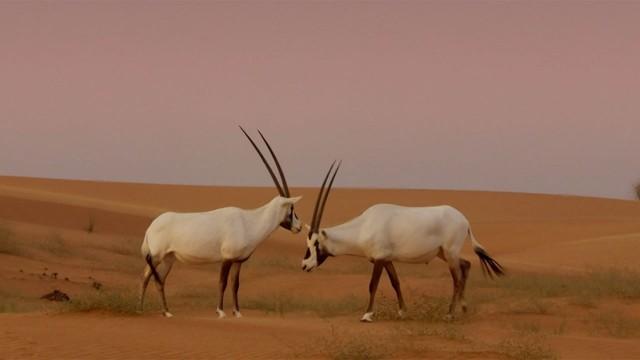 Life and Death in the Dunes