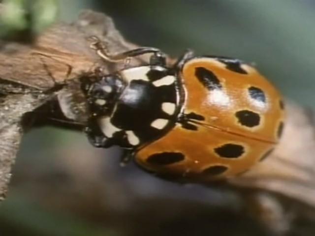 Ladybird, Ladybird