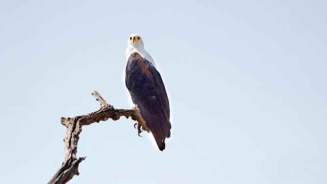 Luangwa River