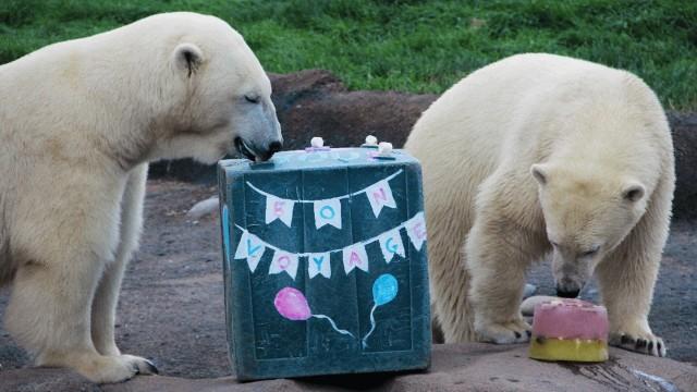 Polar Bear Palooza