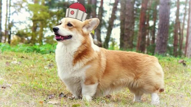 Corginia is for Corgi Lovers Travel Commercial