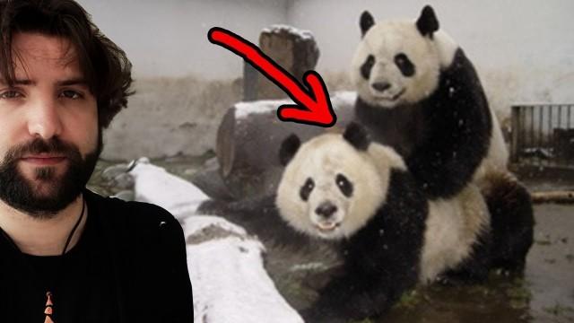 Quello che NON volevi sapere sul panda