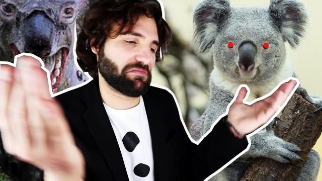 Quello che NON volevi sapere sul Koala