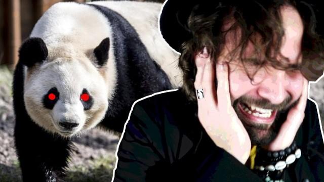 Il ritorno del PANDA