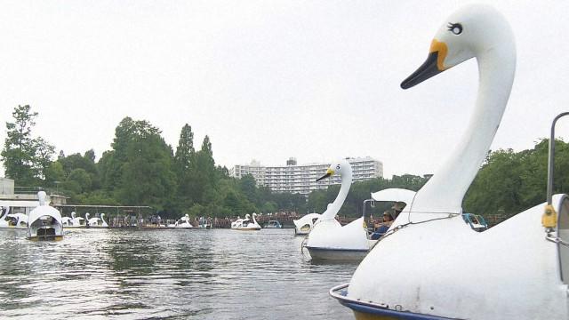 Finding Solace at Inokashira Park