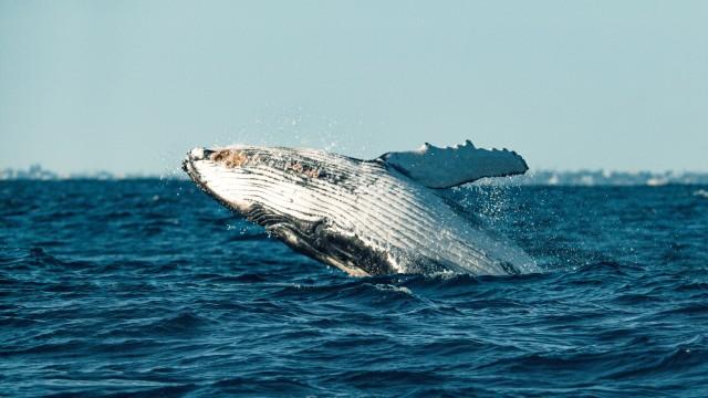 Le chant des baleines