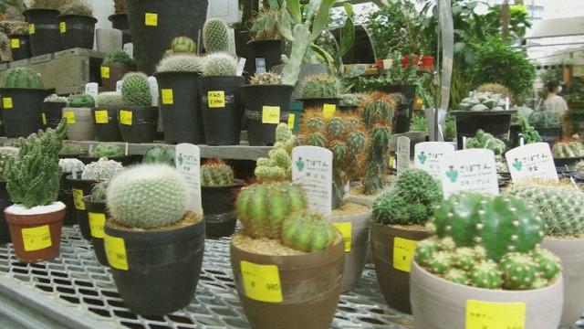 Seeds of Happiness at a Tokyo Garden Center