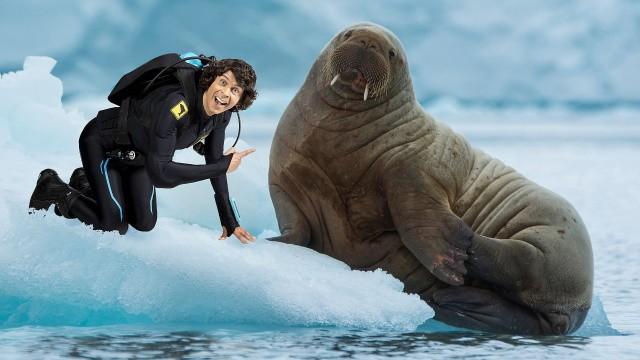 Andy and the Walrus Pups