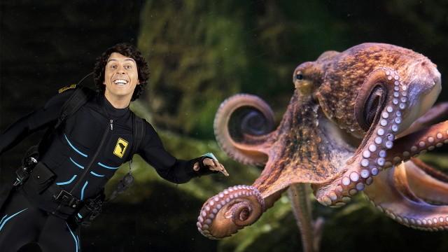 Andy and the Common Octopus