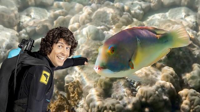 Andy and the Tusk Fish