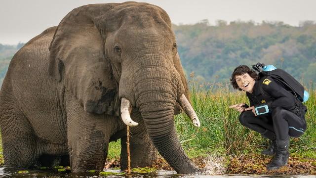 Andy and the African Elephants