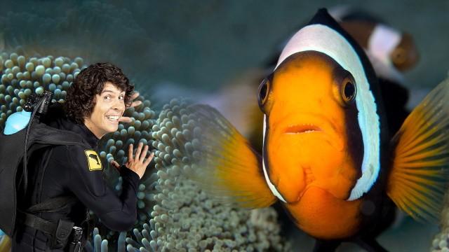 Andy and the Saddleback Clown Fish