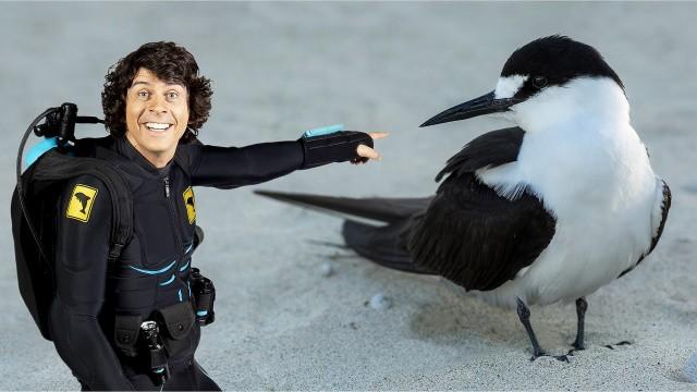 Andy and the Sooty Tern